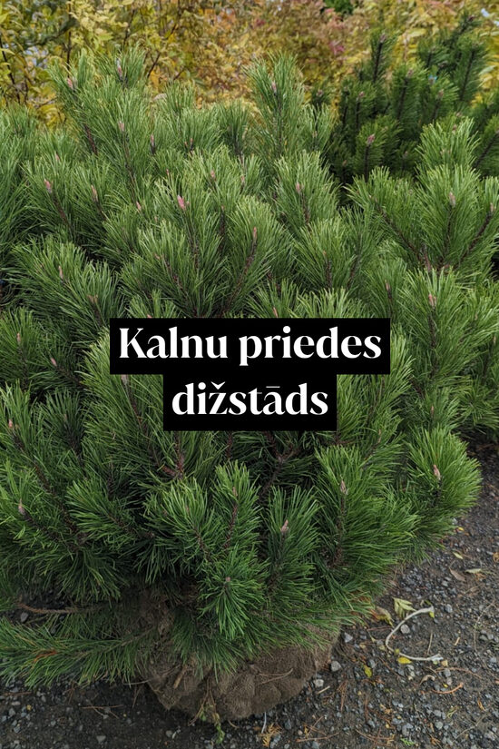 Kalnu priedes dižstāds - kupls, izteiksmīgs krūms, 6 dažādi izmēri